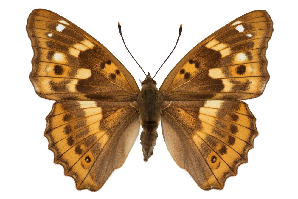 Familie der Edelfalter, Fundort Ottweiler, Flügelspannweite 61 mm